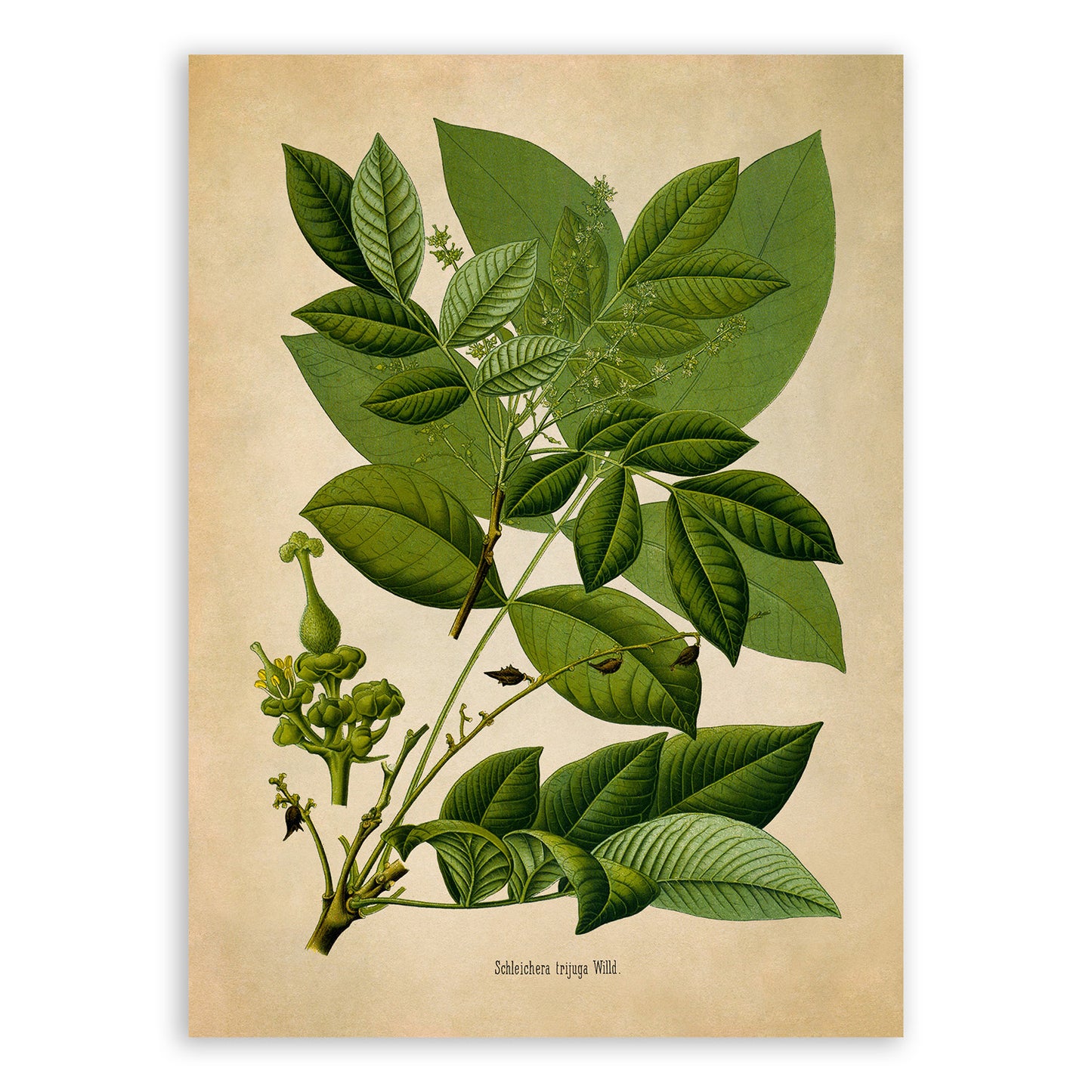 Kusum Tree Botanical Illustration Print, MOBO254