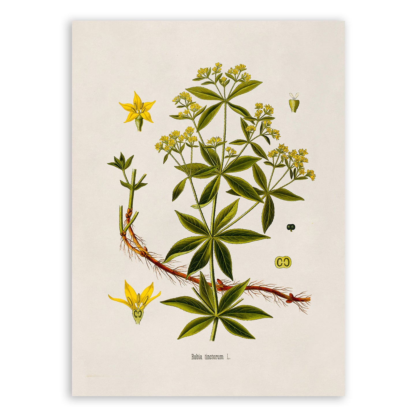 Rose Madder Botanical Illustration Print, MOBO255