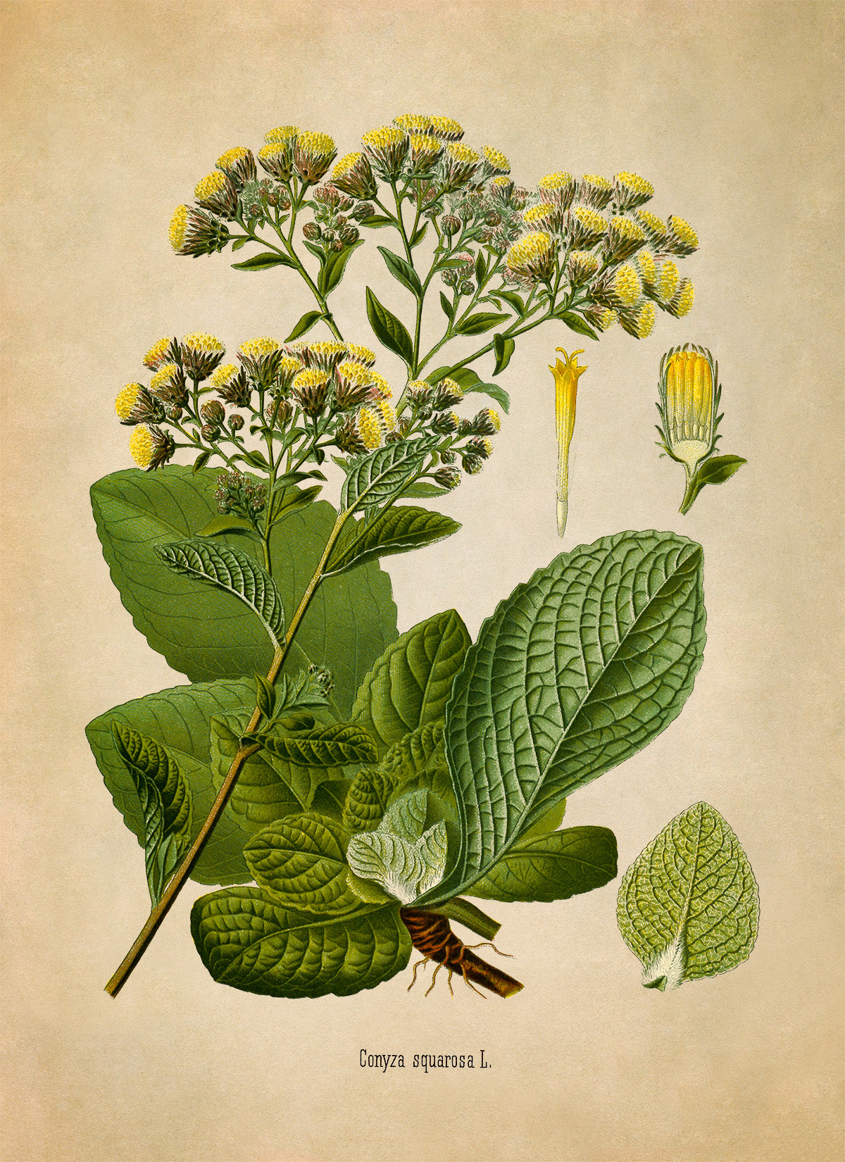 Ploughman's Spikenard PlantBotanical Illustration Print, MOBO256b