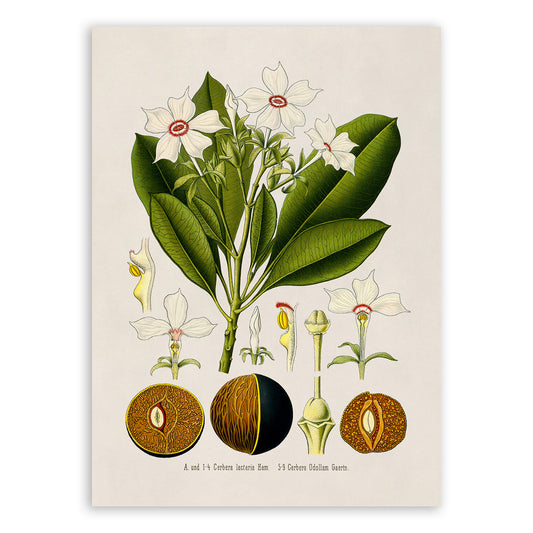 Pong Pong Tree and Sea Mango Plant Botanical Illustration Print, MOBO257