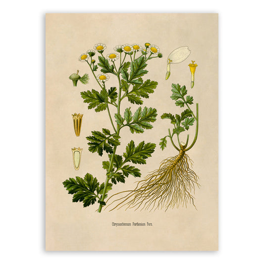 Feverfew Plant Botanical Illustration Print, MOBO258