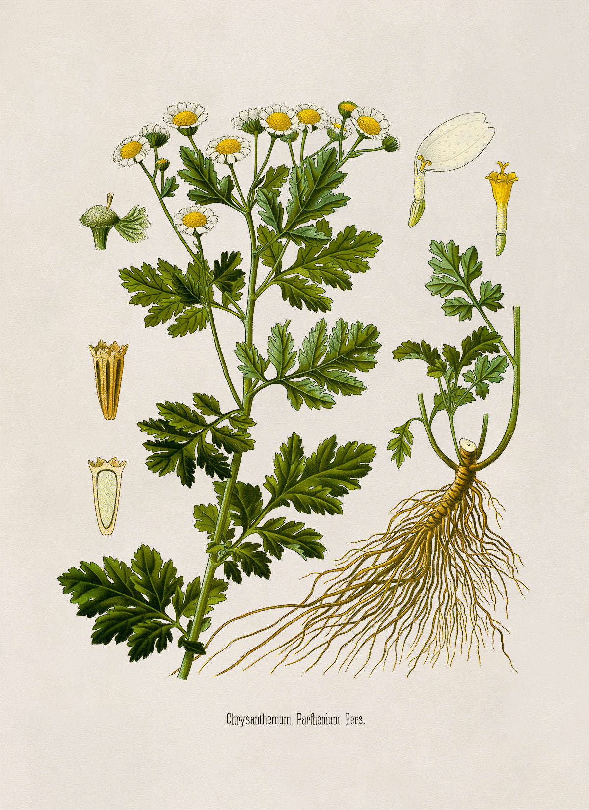 Feverfew Plant Botanical Illustration Print, MOBO258