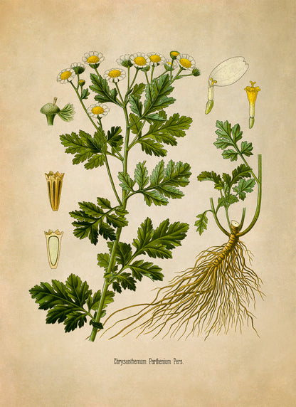 Feverfew Plant Botanical Illustration Print, MOBO258