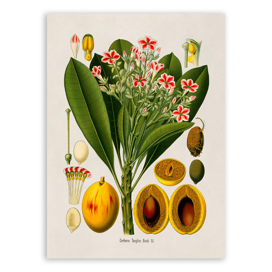 Sea Mango Tree Botanical Illustration Print, MOBO259