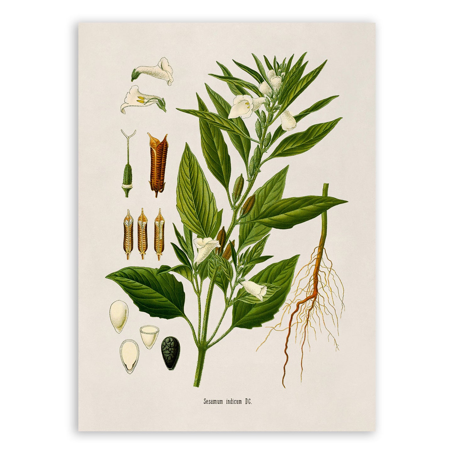 Sesame Plant Botanical Illustration Print, MOBO260