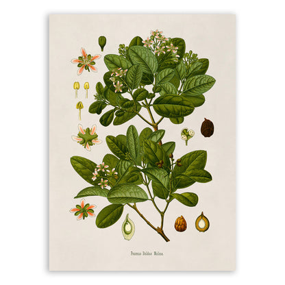 Boldo Tree Botanical Illustration Print, MOBO261