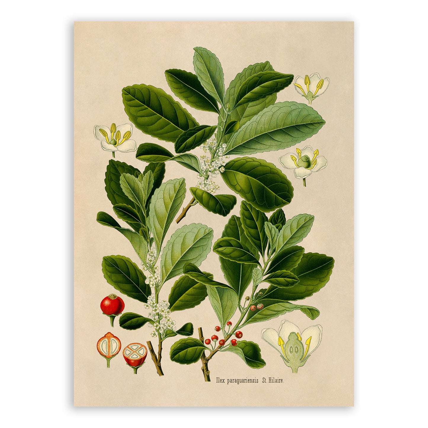 Yerba Mate Plant Botanical Illustration Print, MOBO262