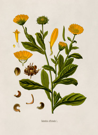 Pot Marigold Flower Botanical Illustration Print, MOBO263