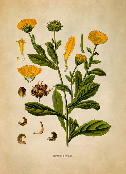 Pot Marigold Flower Botanical Illustration Print, MOBO263