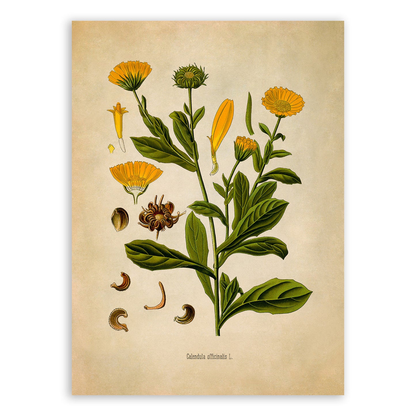 Pot Marigold Flower Botanical Illustration Print, MOBO263