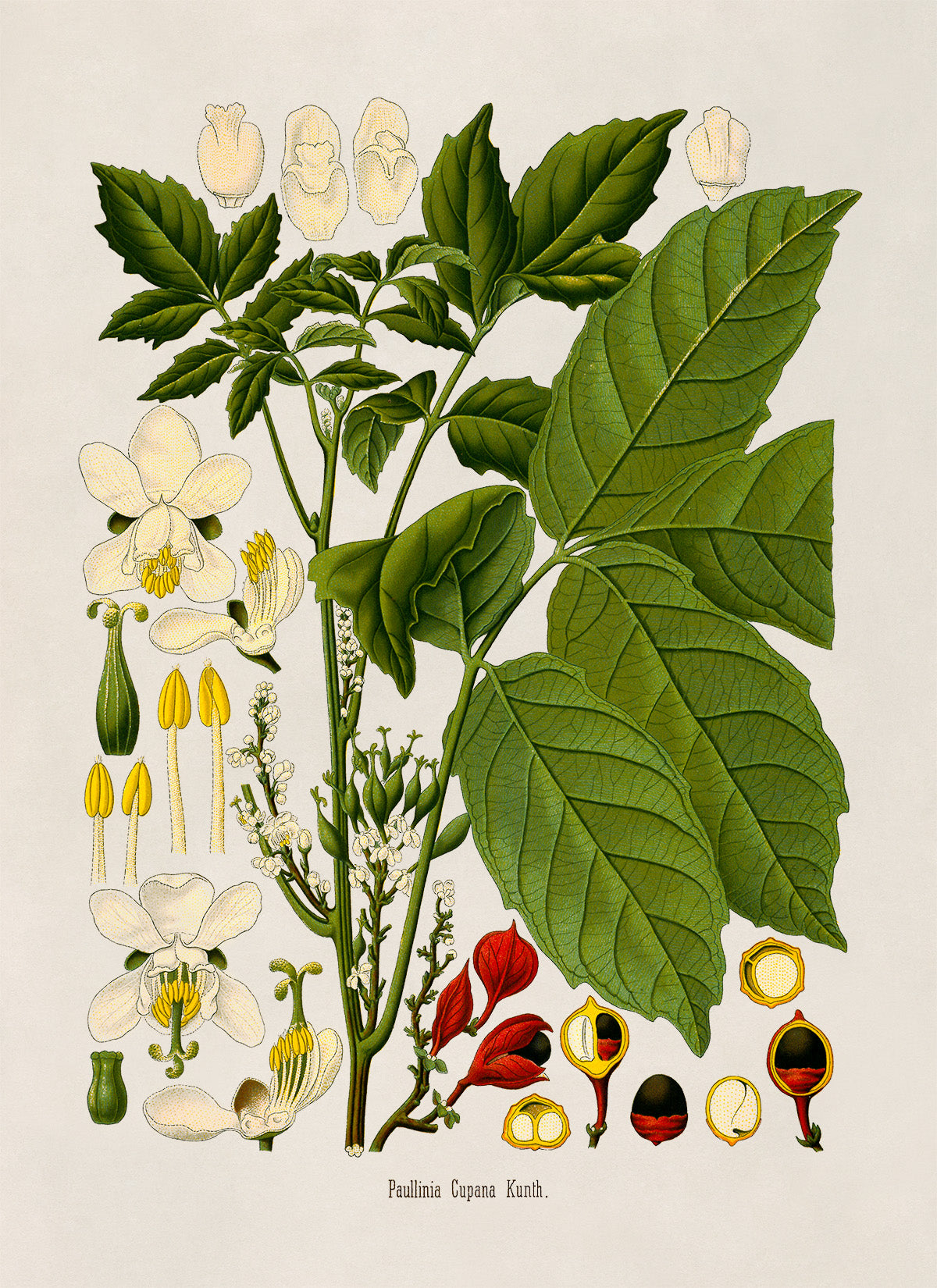 Guarana Plant Botanical Illustration Print, MOBO264