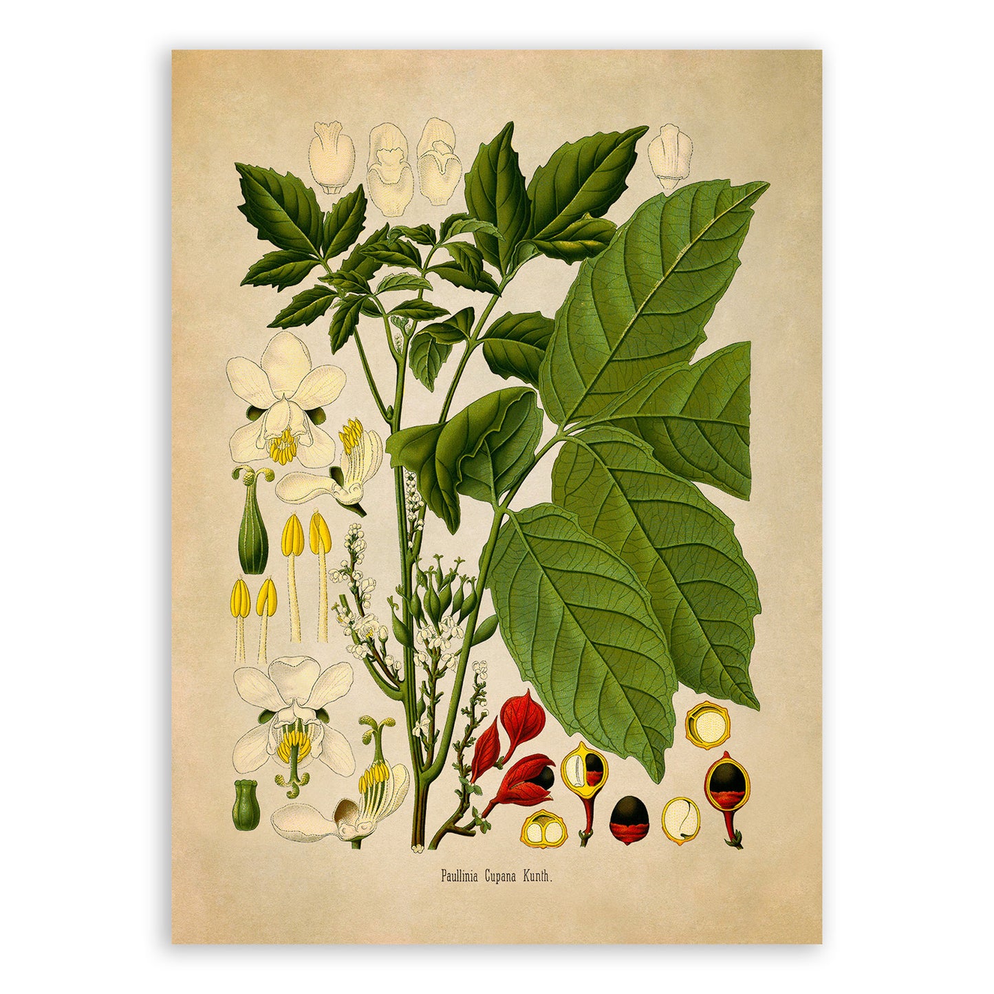 Guarana Plant Botanical Illustration Print, MOBO264