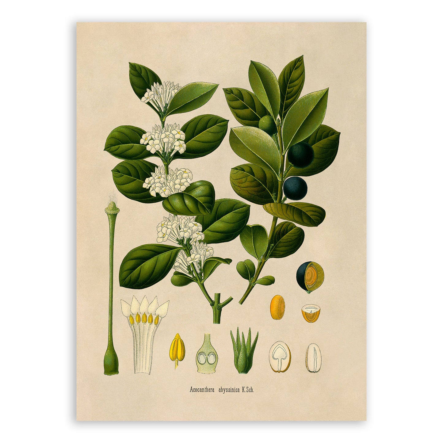 Arrow Poison Tree Botanical Illustration Print, MOBO266