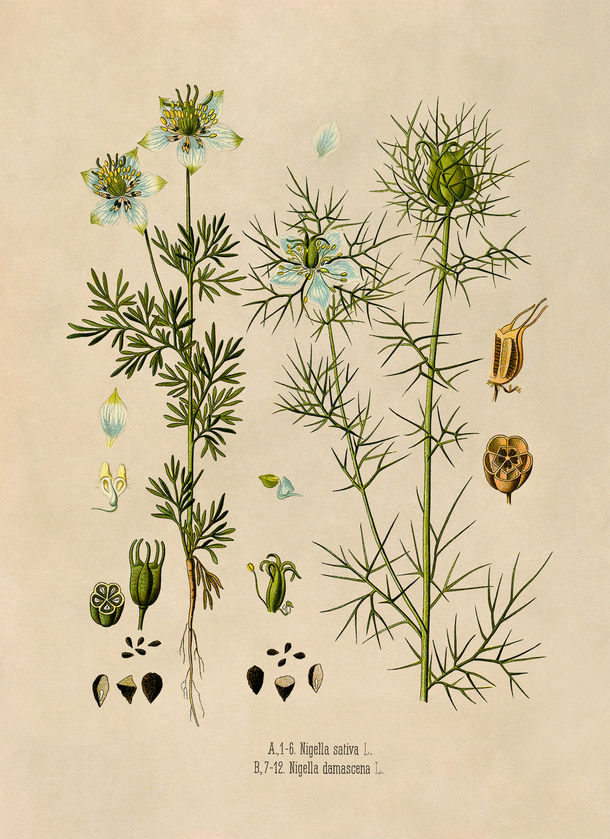 Black Caraway & Love in a Mist Plants Botanical Illustration Print, MOBO268