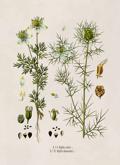 Black Caraway & Love in a Mist Plants Botanical Illustration Print, MOBO268