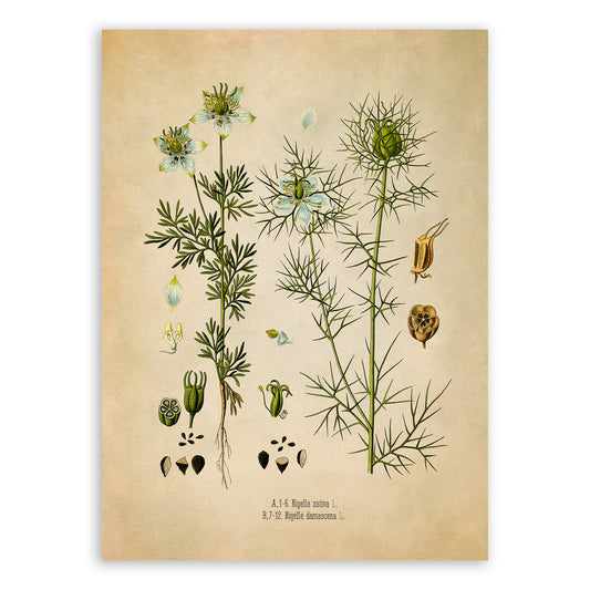 Black Caraway & Love in a Mist Plants Botanical Illustration Print, MOBO268