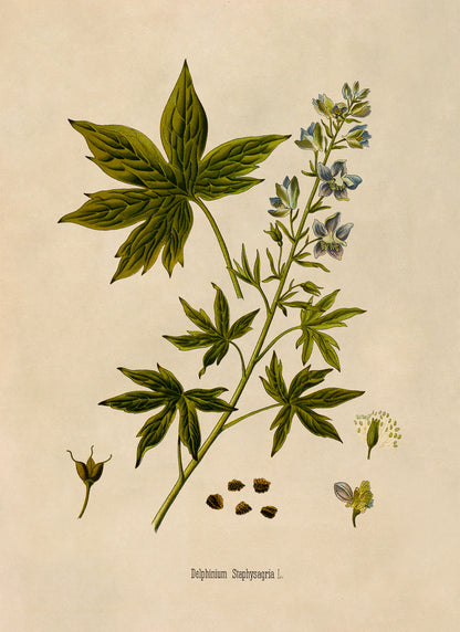 Stavesacre Plant Botanical Illustration Print, MOBO269