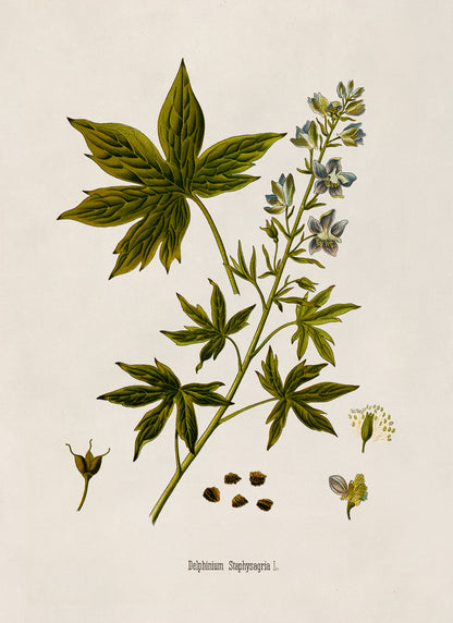 Stavesacre Plant Botanical Illustration Print, MOBO269