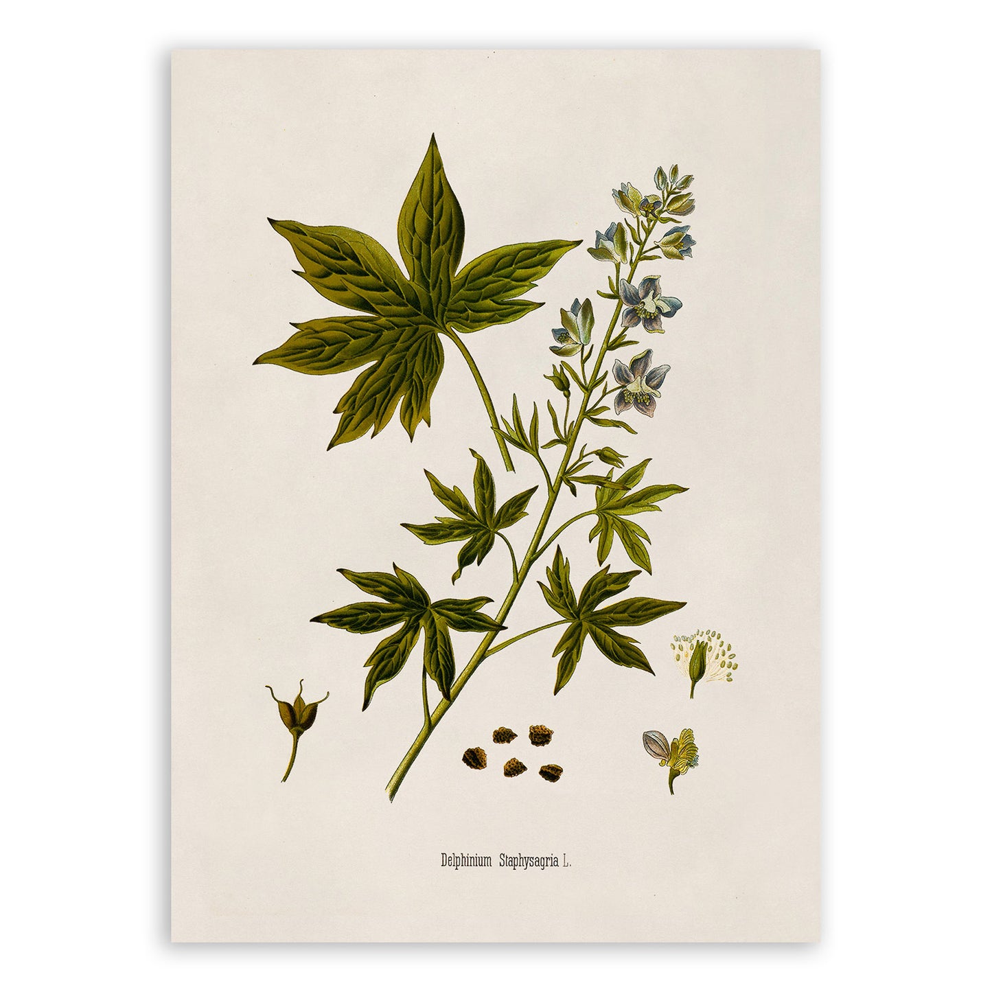 Stavesacre Plant Botanical Illustration Print, MOBO269