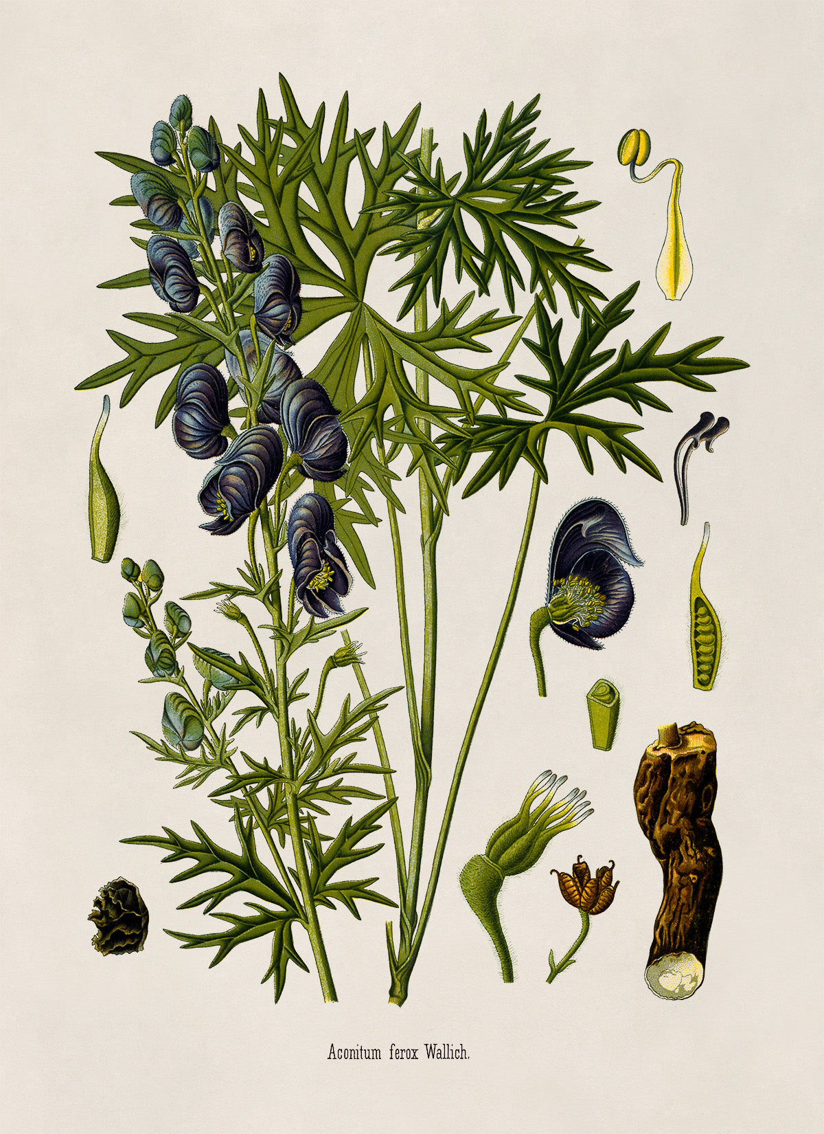 Indian Aconite Poison Plant Botanical Illustration Print, MOBO270