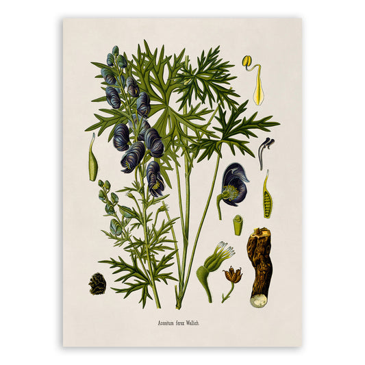 Indian Aconite Poison Plant Botanical Illustration Print, MOBO270