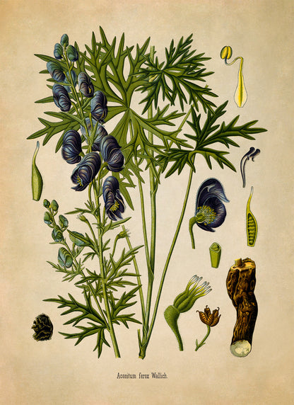 Indian Aconite Poison Plant Botanical Illustration Print, MOBO270