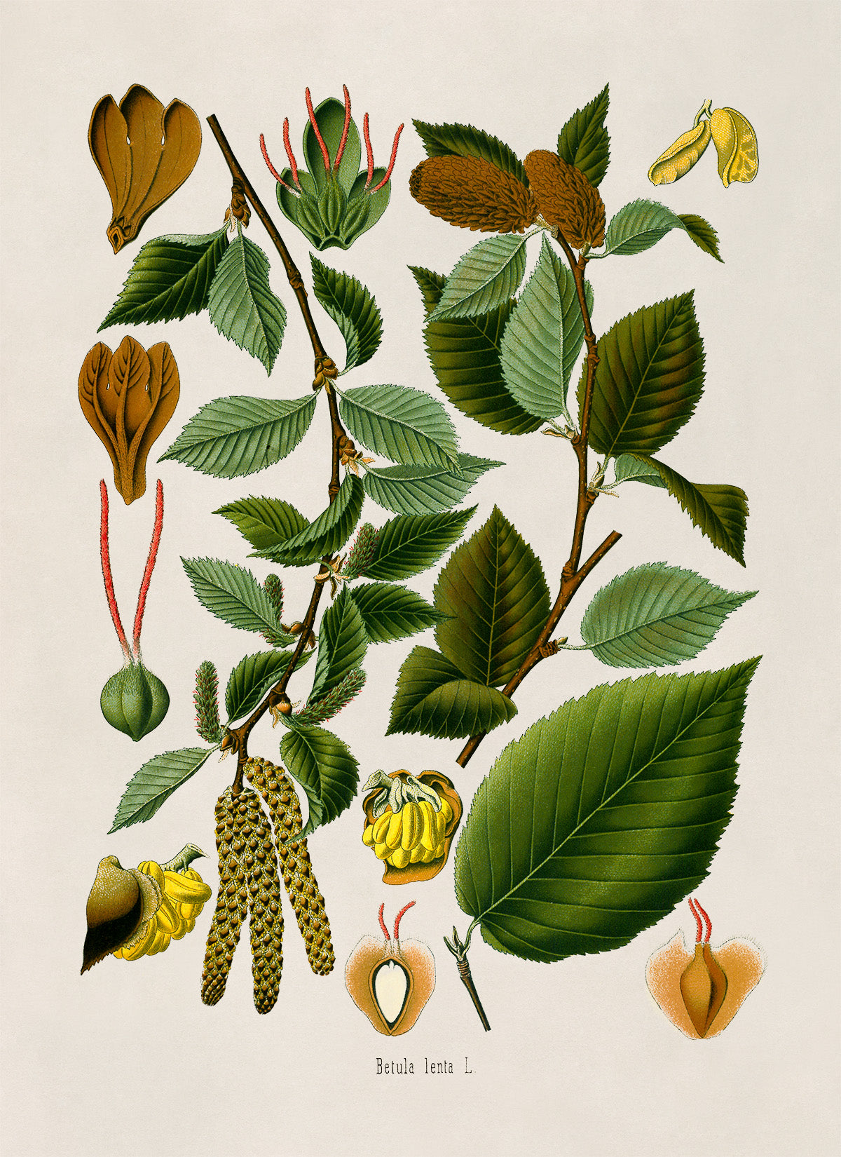 Sweet Birch Tree Botanical Illustration Print, MOBO271