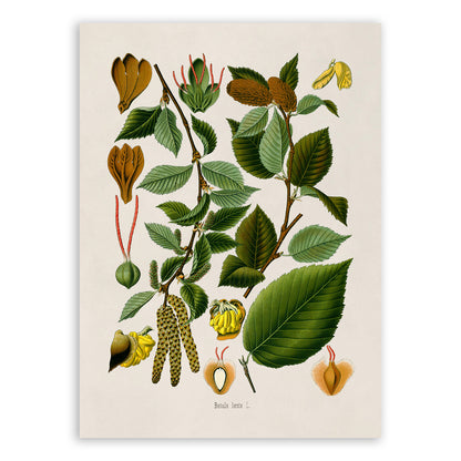 Sweet Birch Tree Botanical Illustration Print, MOBO271