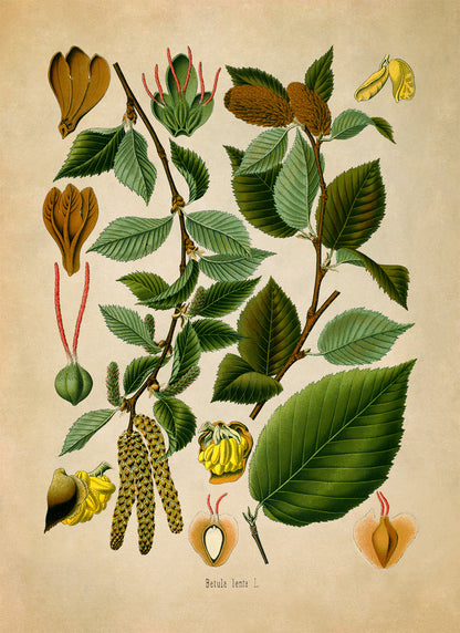 Sweet Birch Tree Botanical Illustration Print, MOBO271