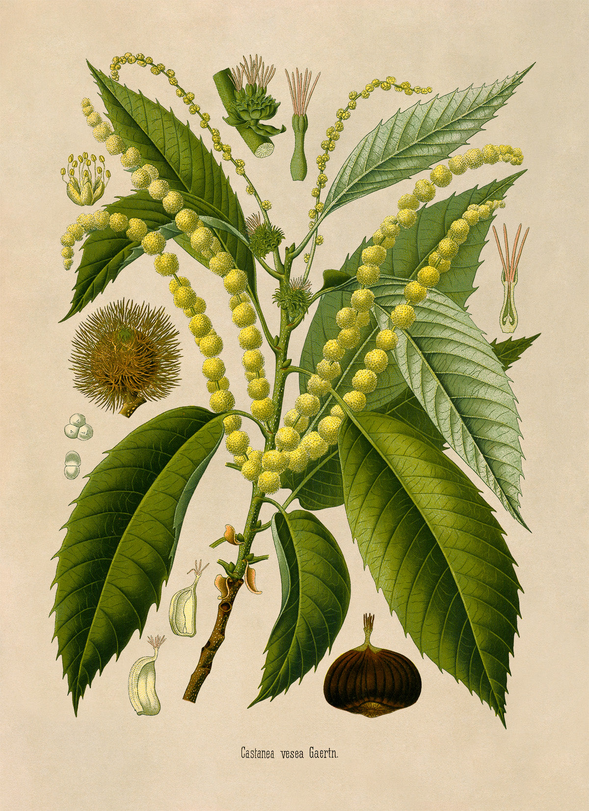 Chestnut Tree Botanical Illustration Print, MOBO272