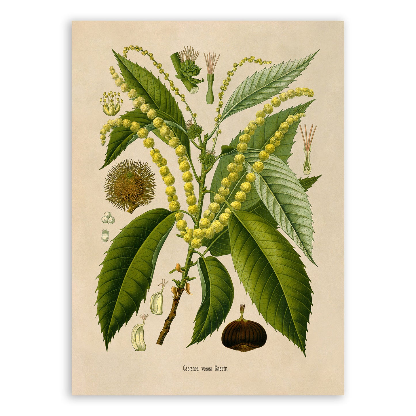 Chestnut Tree Botanical Illustration Print, MOBO272