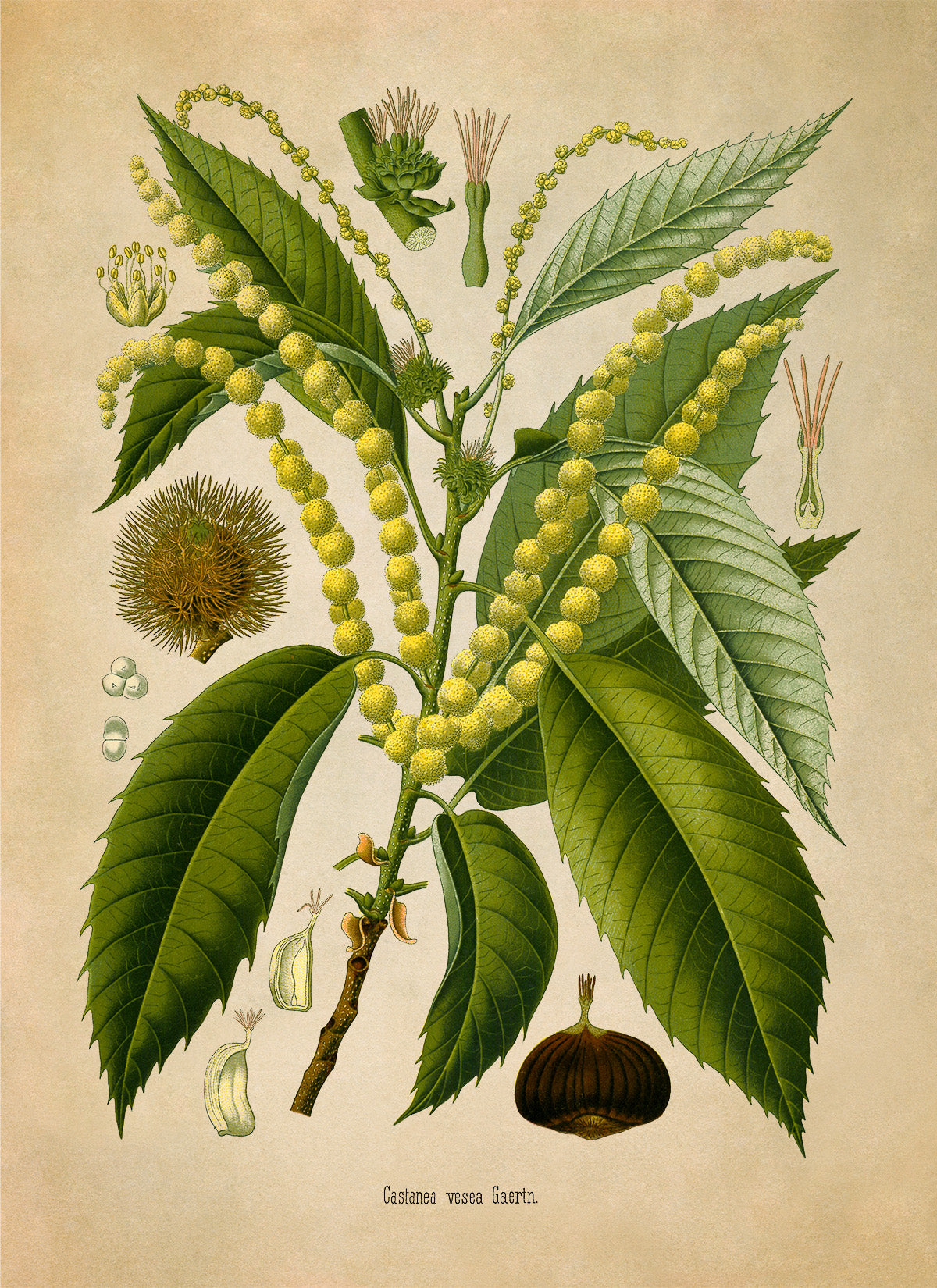 Chestnut Tree Botanical Illustration Print, MOBO272