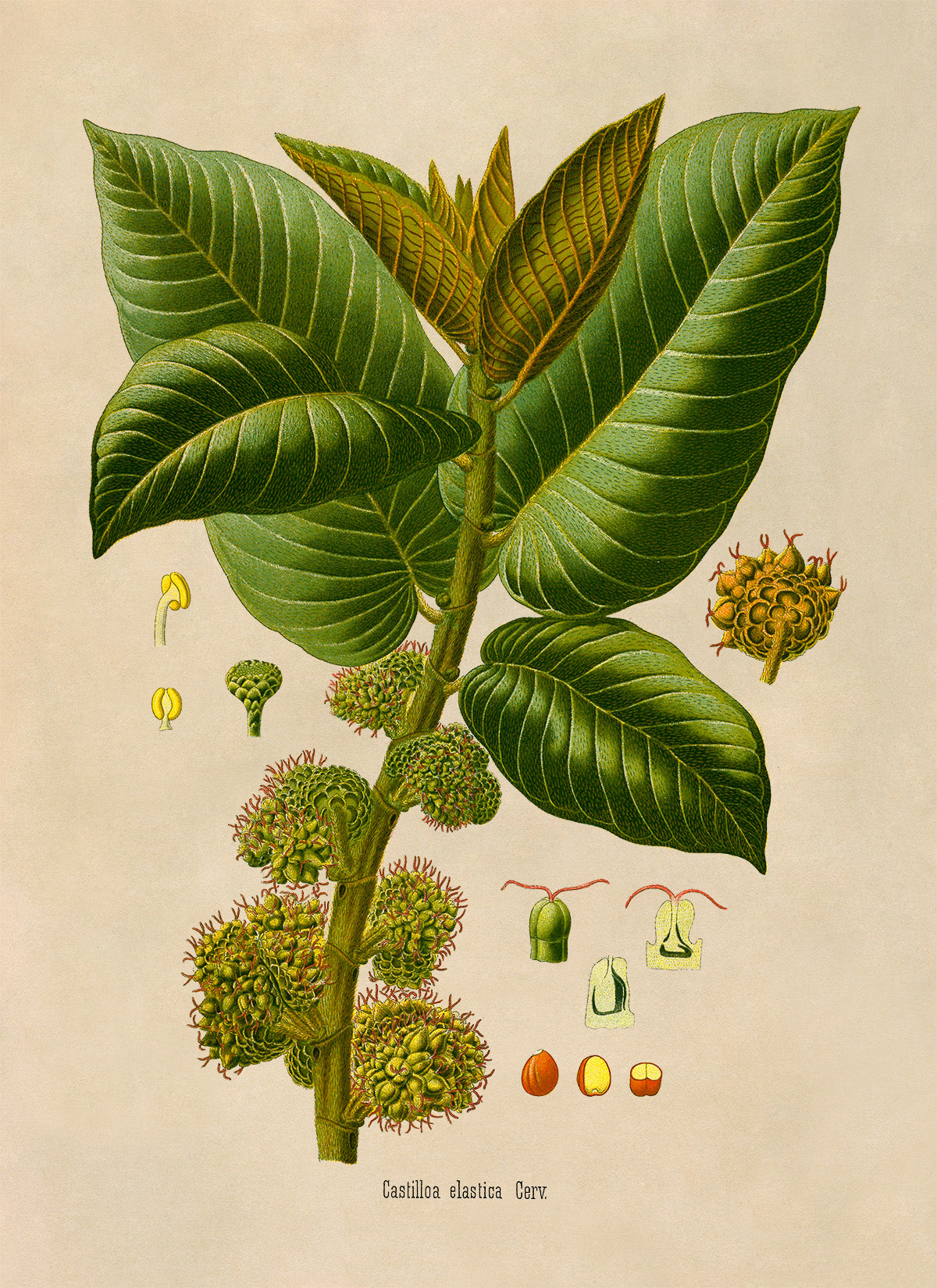 Panama Rubber Tree Botanical Illustration Print, MOBO273