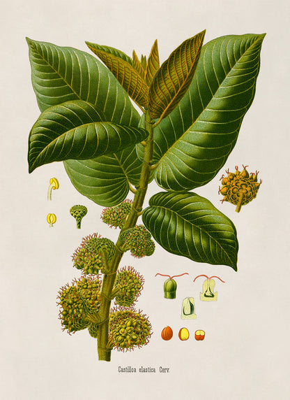 Panama Rubber Tree Botanical Illustration Print, MOBO273