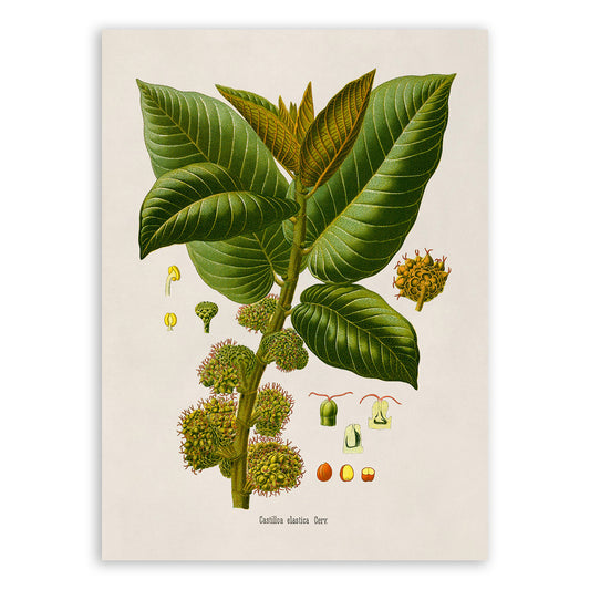 Panama Rubber Tree Botanical Illustration Print, MOBO273