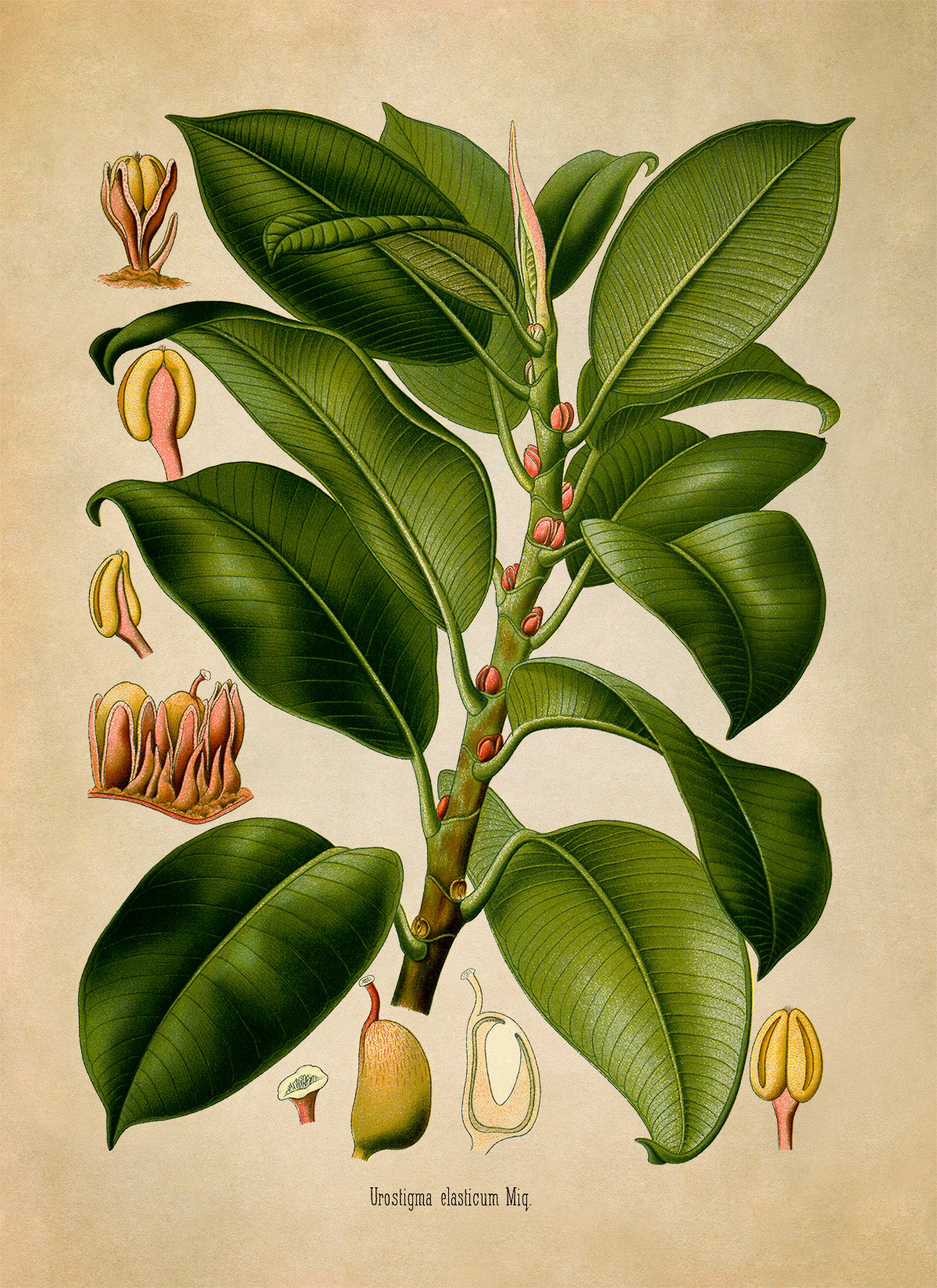 Rubber Fig Tree Tree Botanical Illustration Print, MOBO274