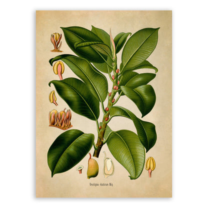 Rubber Fig Tree Tree Botanical Illustration Print, MOBO274