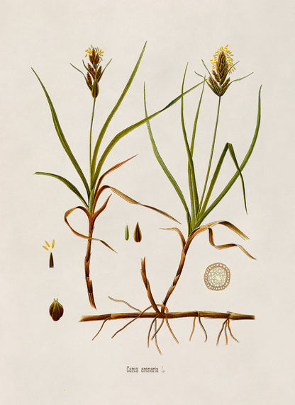 Sand Sedge Plant Botanical Illustration Print, MOBO275