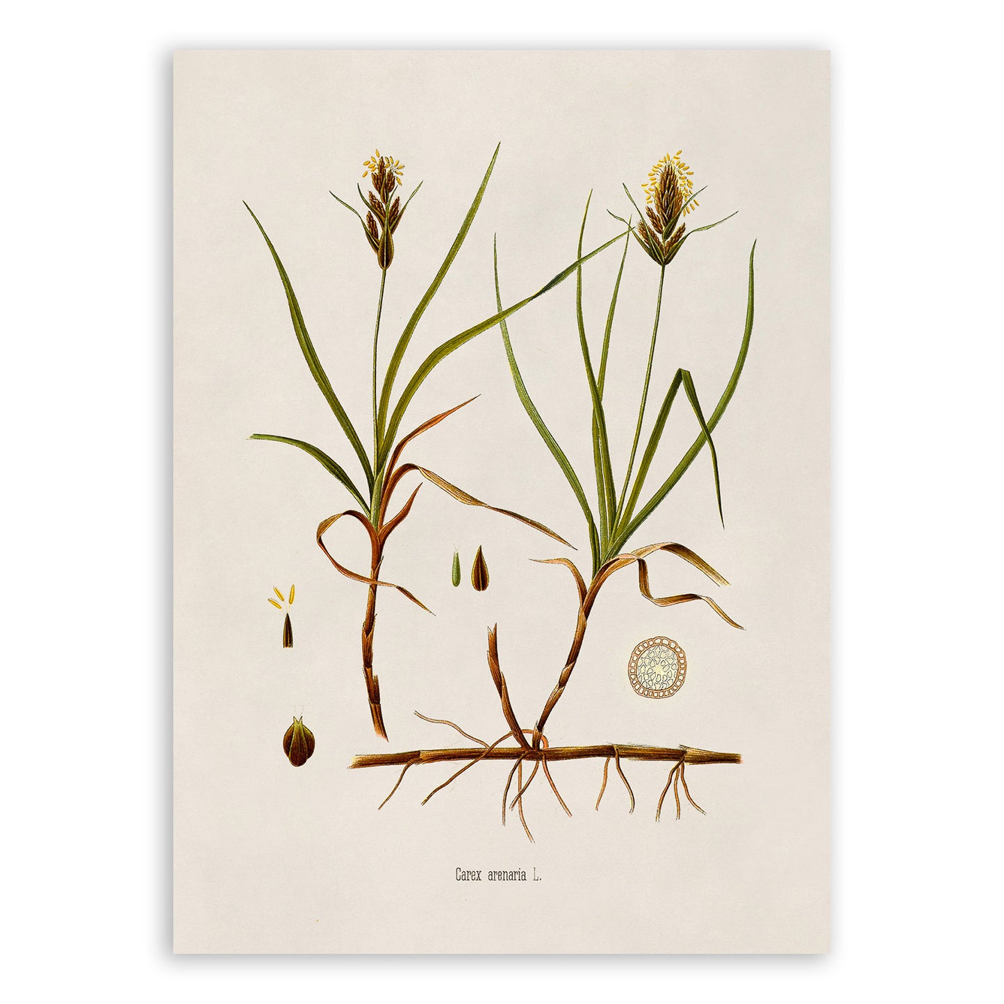 Sand Sedge Plant Botanical Illustration Print, MOBO275