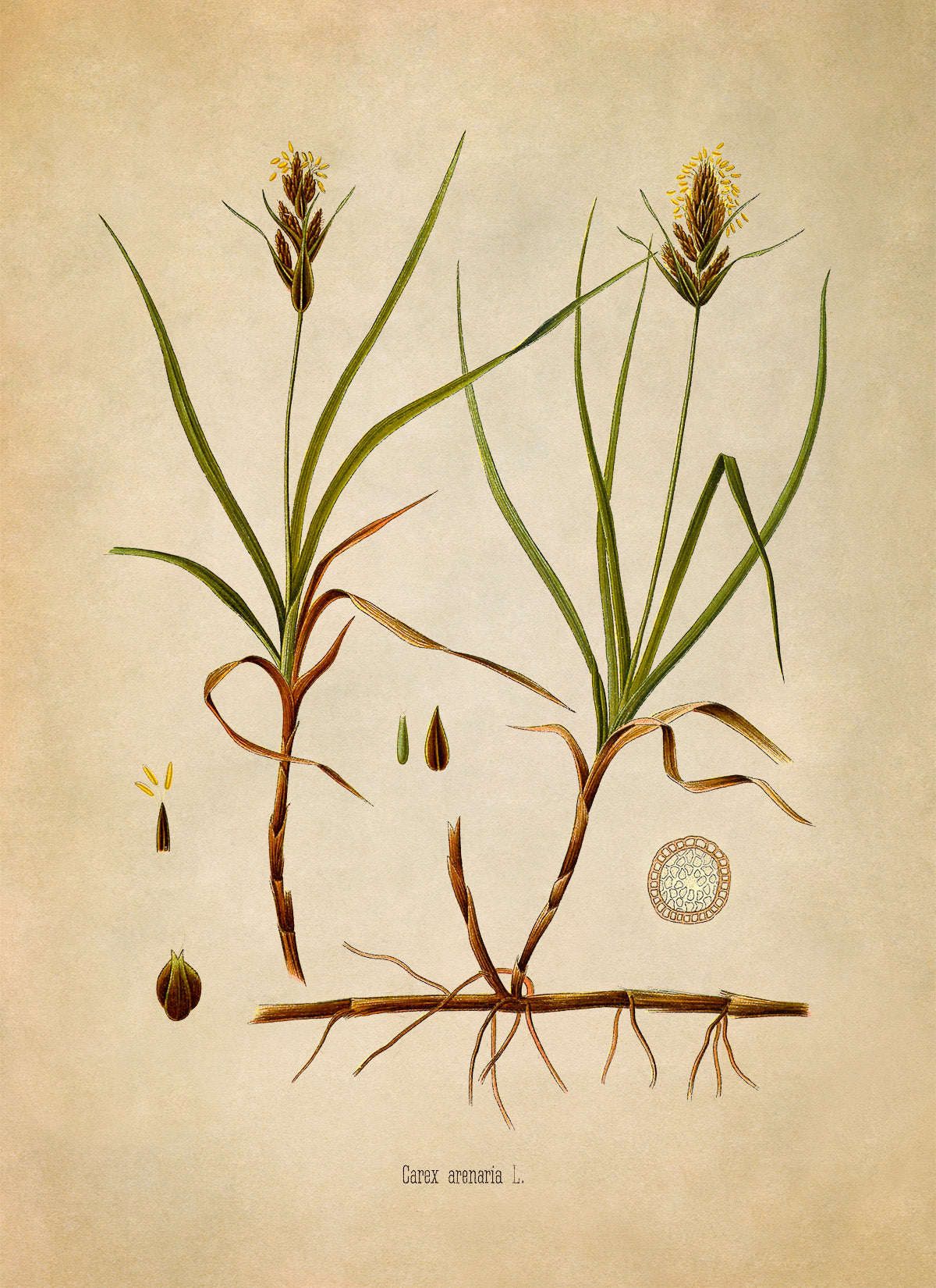 Sand Sedge Plant Botanical Illustration Print, MOBO275