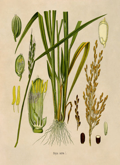 Rice Plant Botanical Illustration Print, MOBO276