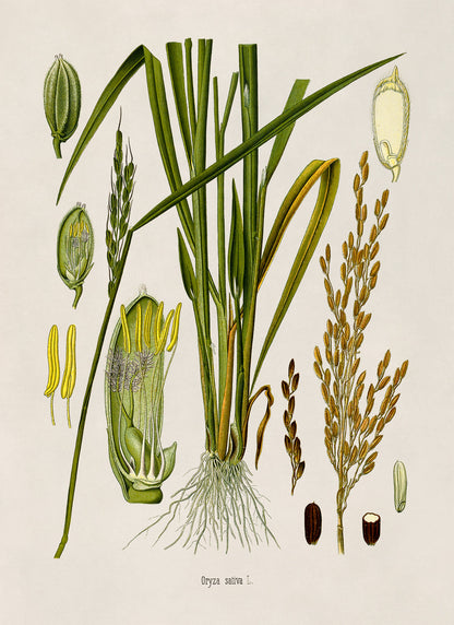 Rice Plant Botanical Illustration Print, MOBO276