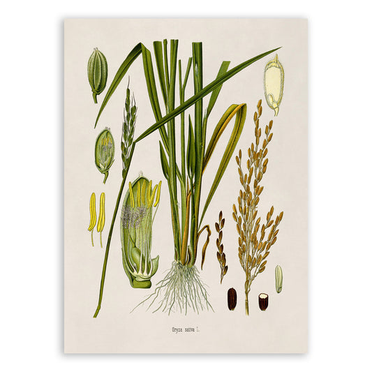 Rice Plant Botanical Illustration Print, MOBO276