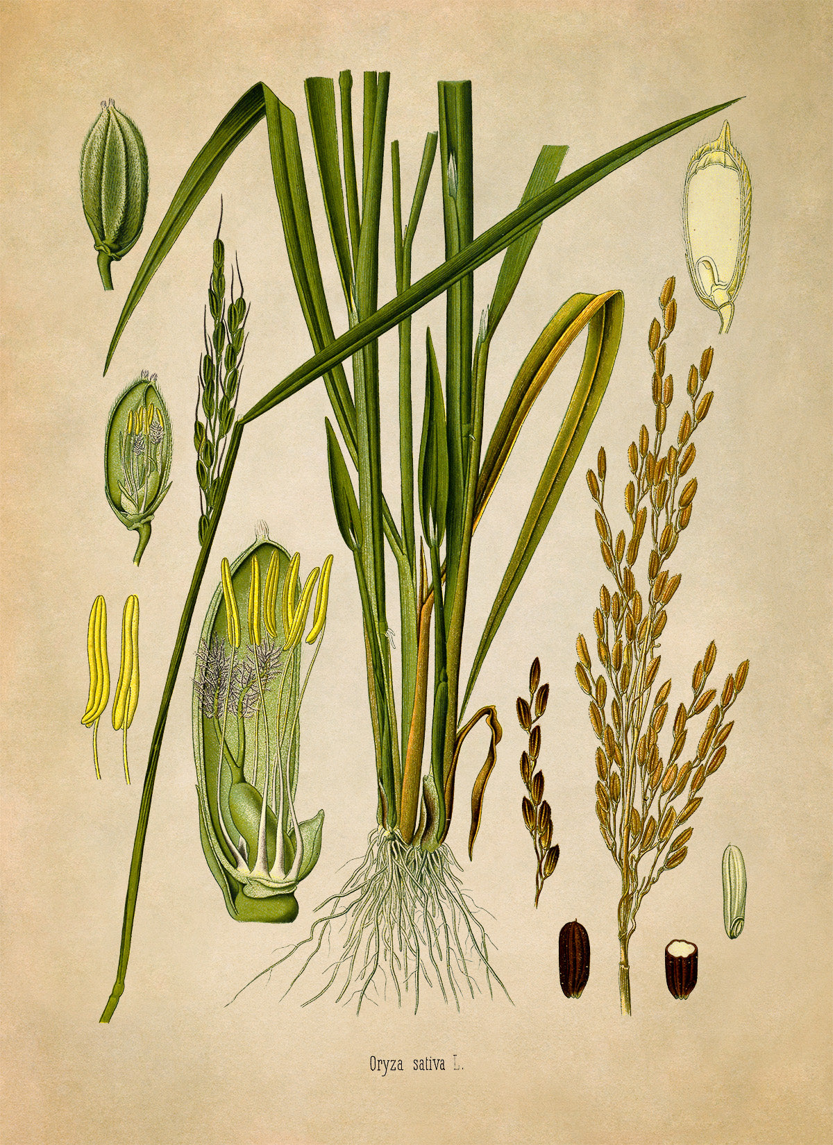 Rice Plant Botanical Illustration Print, MOBO276