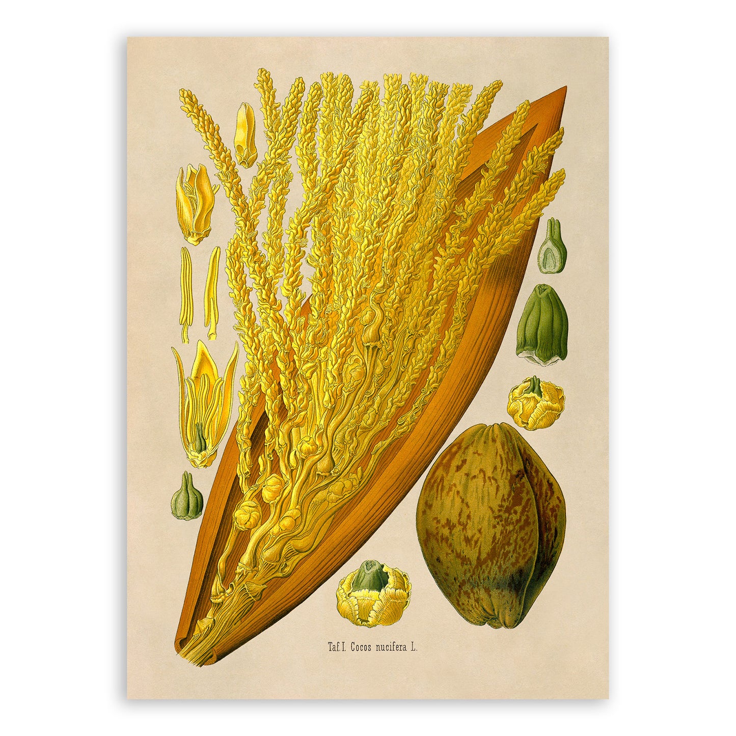 Coconut Fruit Botanical Illustration Print, MOBO277