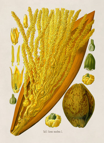 Coconut Fruit Botanical Illustration Print, MOBO277