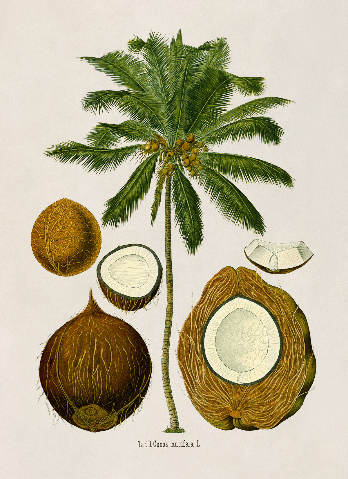 Coconut Palm Tree Botanical Illustration Print, MOBO278