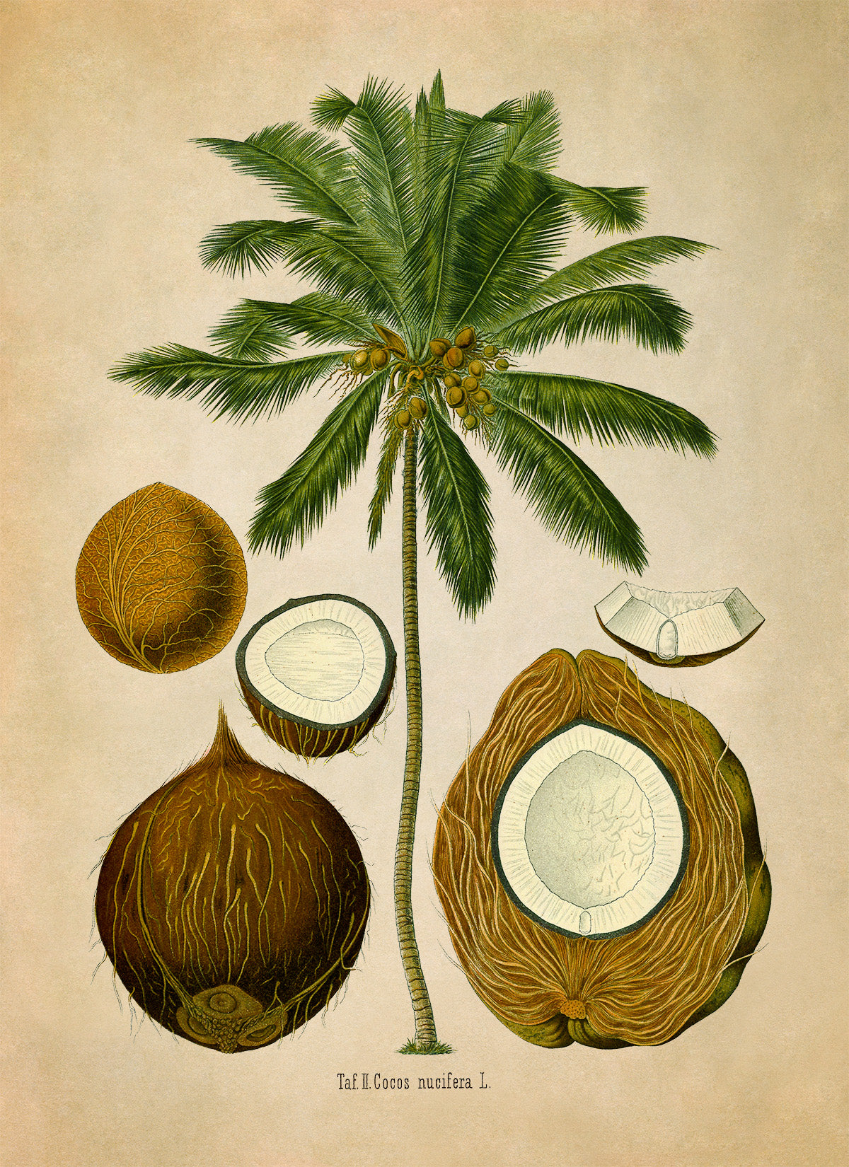 Coconut Palm Tree Botanical Illustration Print, MOBO278