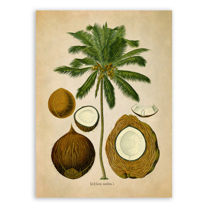 Coconut Palm Tree Botanical Illustration Print, MOBO278