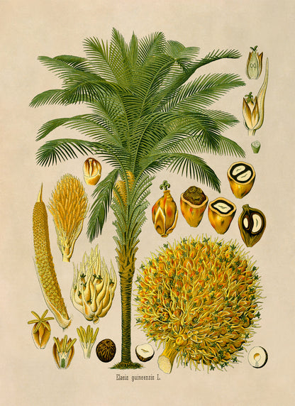 African Oil Palm Tree Botanical Illustration Print, MOBO279